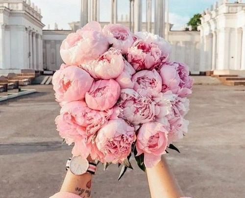 عکس گل محمدی برای پروفایل