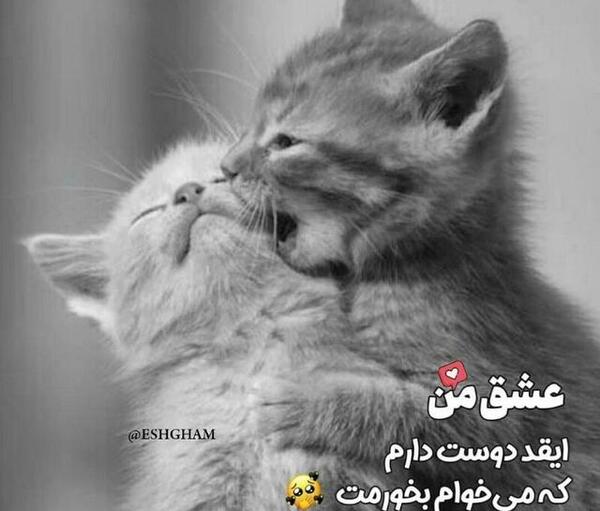 عکس عاشقانه گربه ای