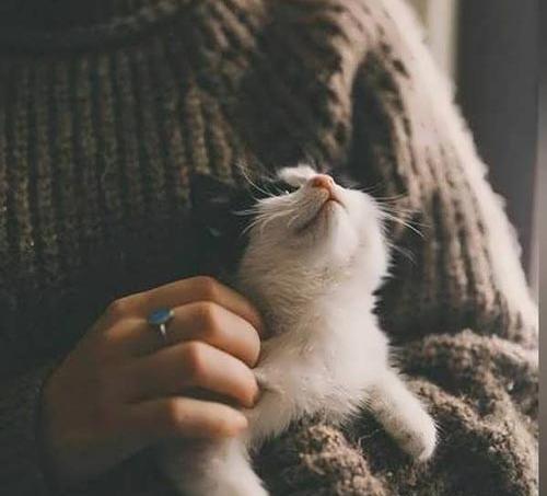 عکس عاشقانه گربه ای