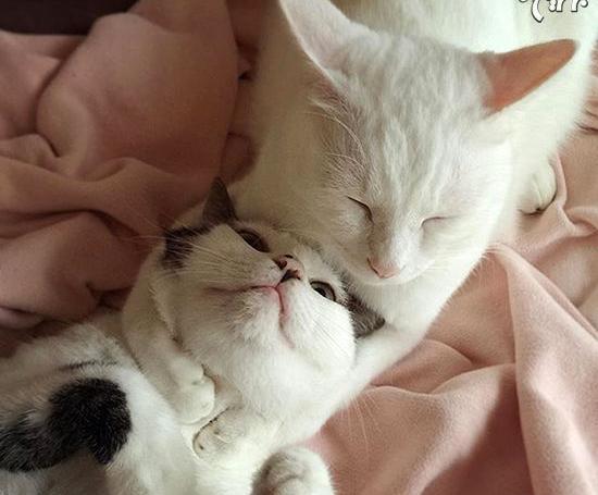 عکس عاشقانه گربه ای
