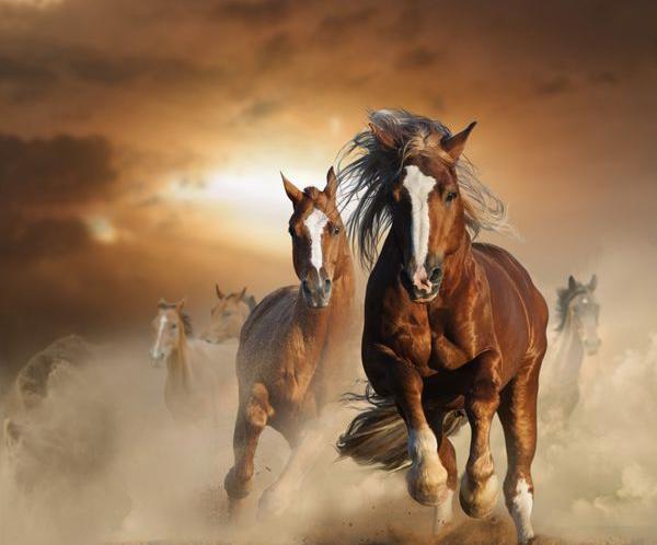 عکس چند اسب در حال دویدن