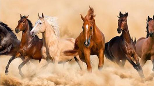عکس چند اسب در حال دویدن