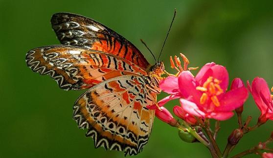 عکس گل و پروانه برای پروفایل