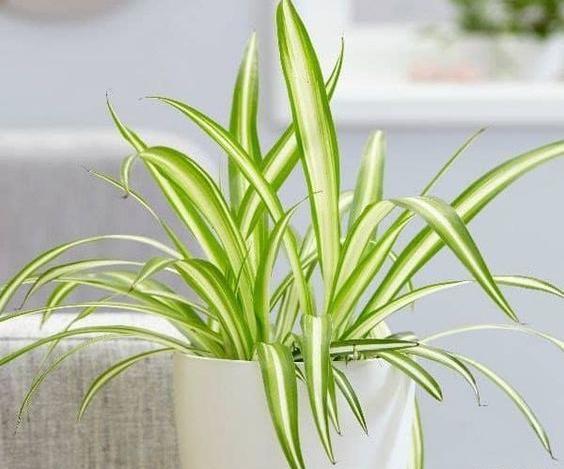 عکس پاجوش گل گندمی