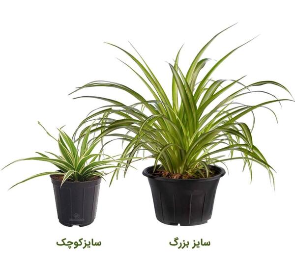 عکس پاجوش گل گندمی