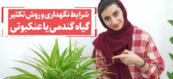 عکس پاجوش گل گندمی
