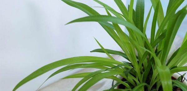 عکس پاجوش گل گندمی