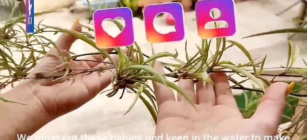 عکس پاجوش گل گندمی