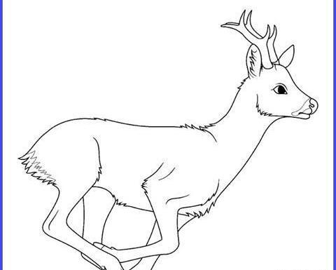 عکس بچه آهو نقاشی