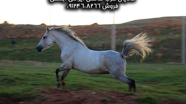 عکس اسب ماده ایرانی