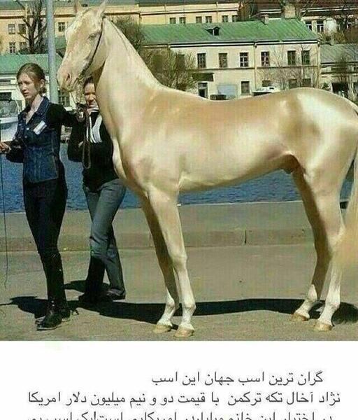 عکس اسب ماده ایرانی