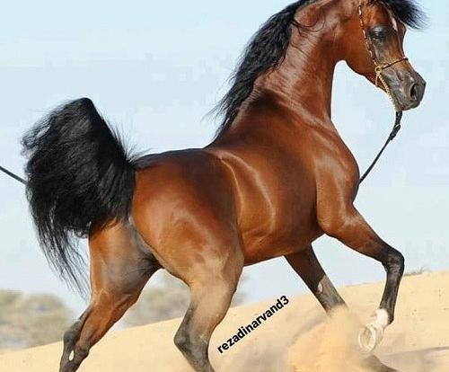 عکس اسب زیبا واقعی