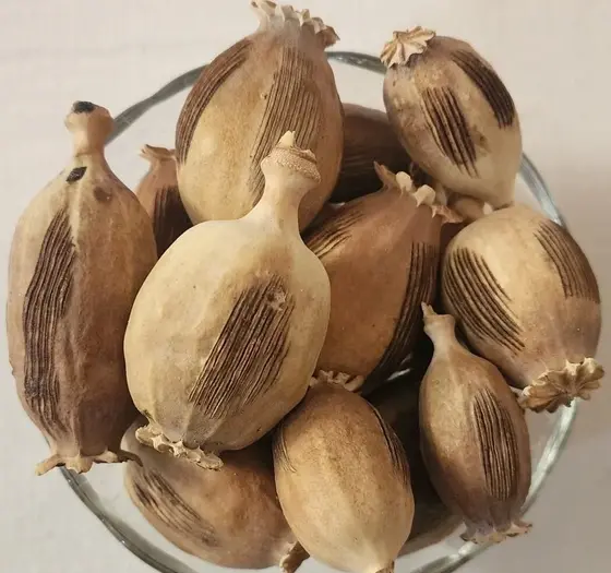 عکس گل خشخاش خشک شده