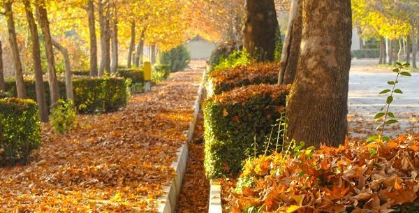 عکس طبیعت رنگارنگ