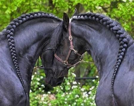 عکس اسب زیبا جدید