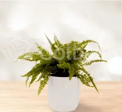 عکس گل سرخس مینیاتوری