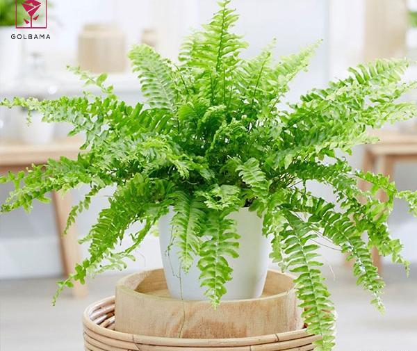عکس گل سرخس مینیاتوری