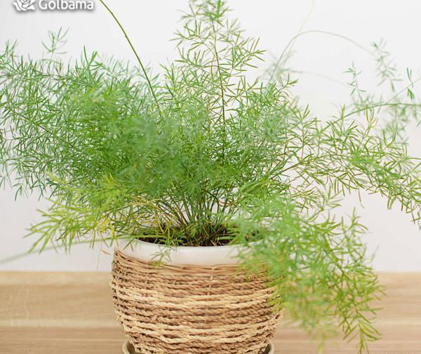 عکس گل سرخس مینیاتوری