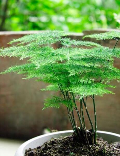 عکس گل سرخس مینیاتوری
