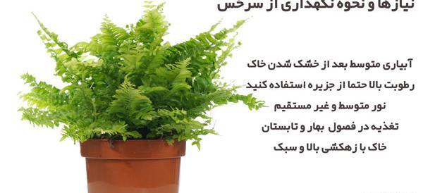 عکس گل سرخس مینیاتوری