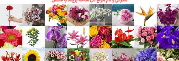 عکس گل محمدی برای تصویر زمینه