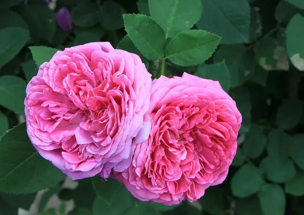عکس گل محمدی برای تصویر زمینه