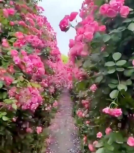 عکس گل محمدی برای تصویر زمینه