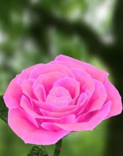 عکس گل محمدی برای تصویر زمینه