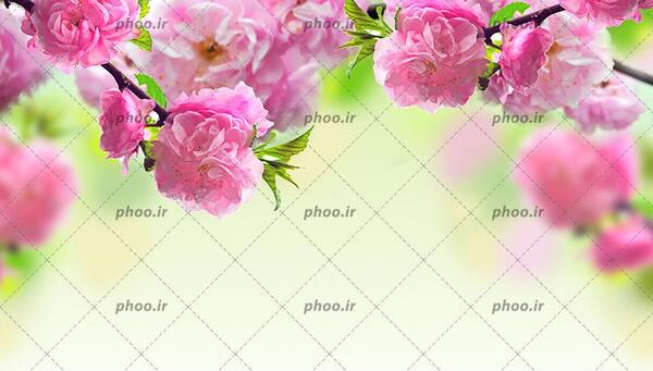 عکس گل محمدی برای تصویر زمینه