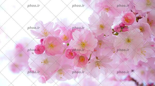 عکس گل محمدی برای تصویر زمینه