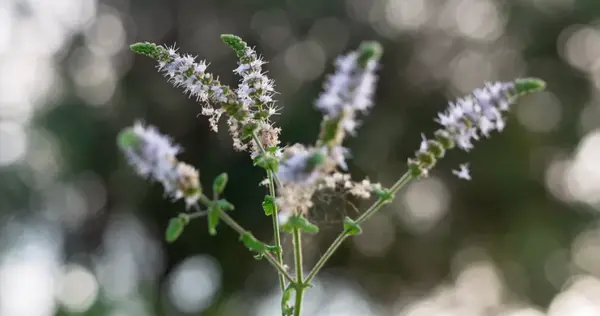 عکس گیاه کوهوش سیاه