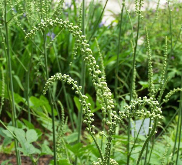 عکس گیاه کوهوش سیاه