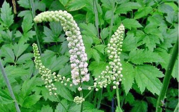 عکس گیاه کوهوش سیاه