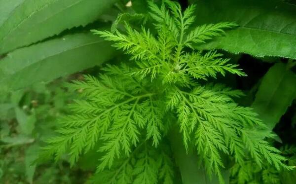عکس گیاه کوهوش سیاه