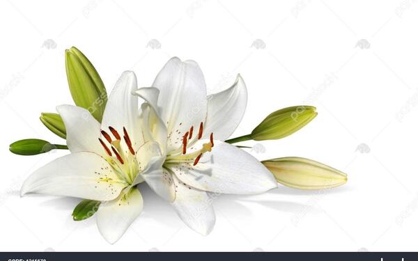 عکس گل زنبق سفید