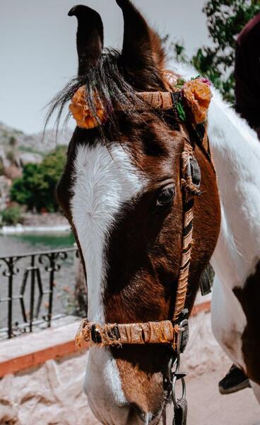 عکس اسب در طبیعت برای پروفایل