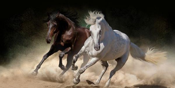 عکس اسب در طبیعت برای پروفایل
