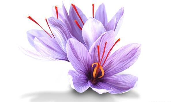 عکس گل زعفرانی