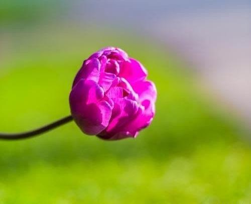 عکس گل پروفایل شاد