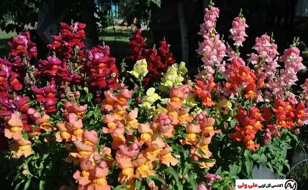 عکس انواع گل میمون