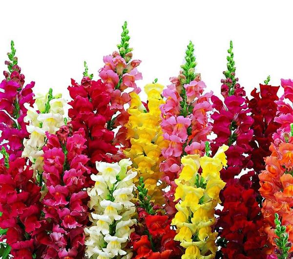 عکس انواع گل میمون
