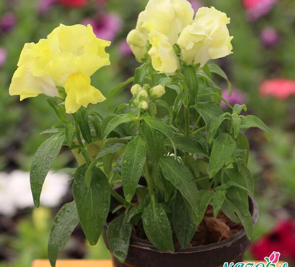 عکس انواع گل میمون