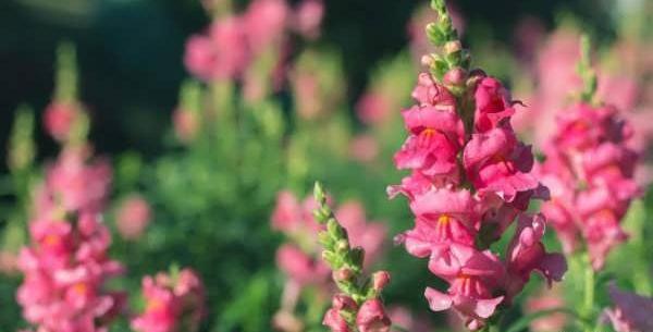 عکس انواع گل میمون