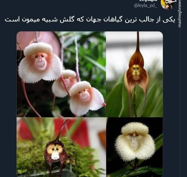 عکس انواع گل میمون