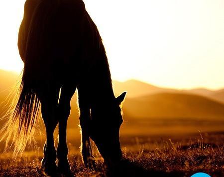 عکس اسب در غروب آفتاب