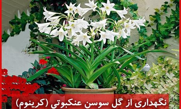 عکس گل سوسن عنکبوتی