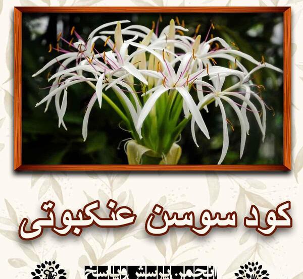 عکس گل سوسن عنکبوتی