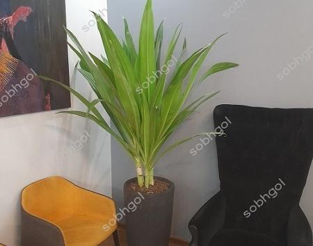 عکس گل سوسن عنکبوتی