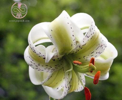 عکس گل سوسن عنکبوتی