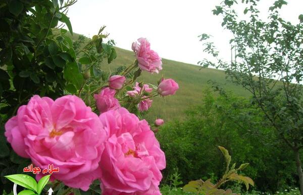 عکس گل محمدی طبیعی